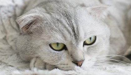 从茶园到茶桌:广佛精品茶室的选茶标准